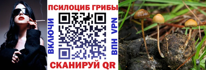 Купить закладки Губаха Псилоцибиновые грибы Psilocybine cubensis